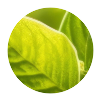 Antioxidant-Rich White Tea