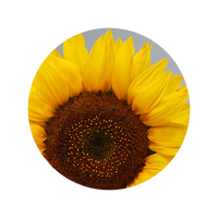 Kukui + Sunflower Oil